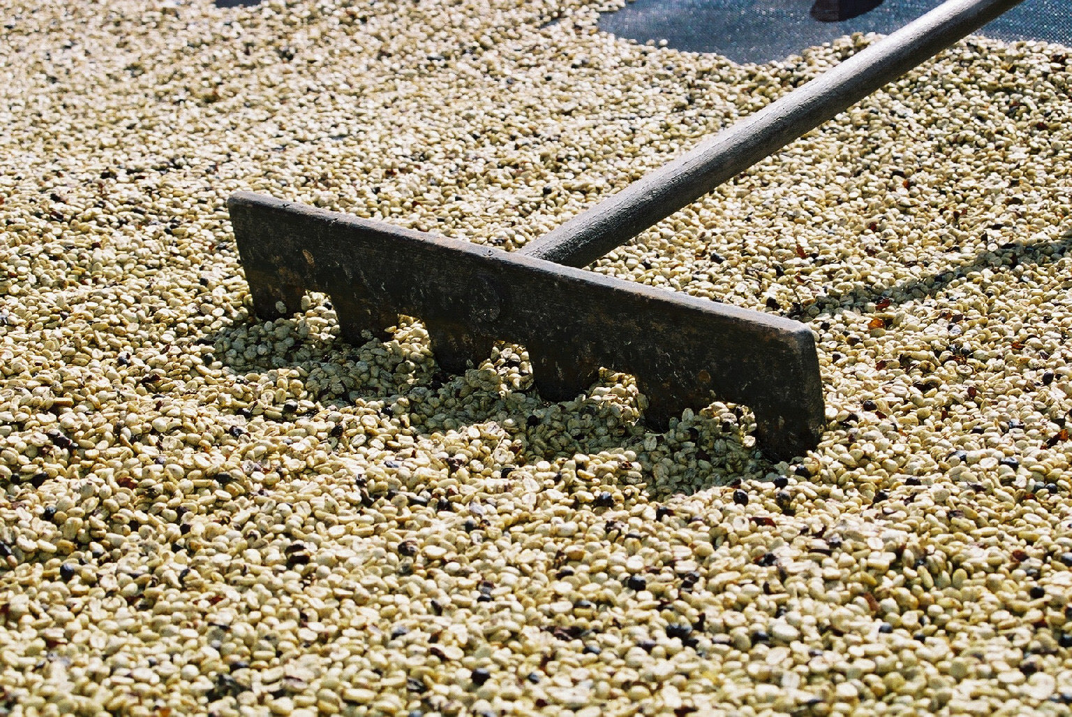 Coffee Drying Processes