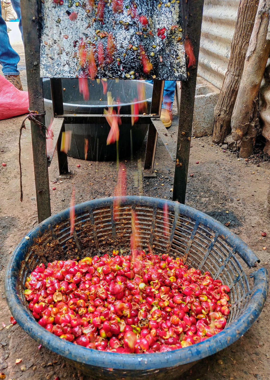 Guatemala – Medium Roast
